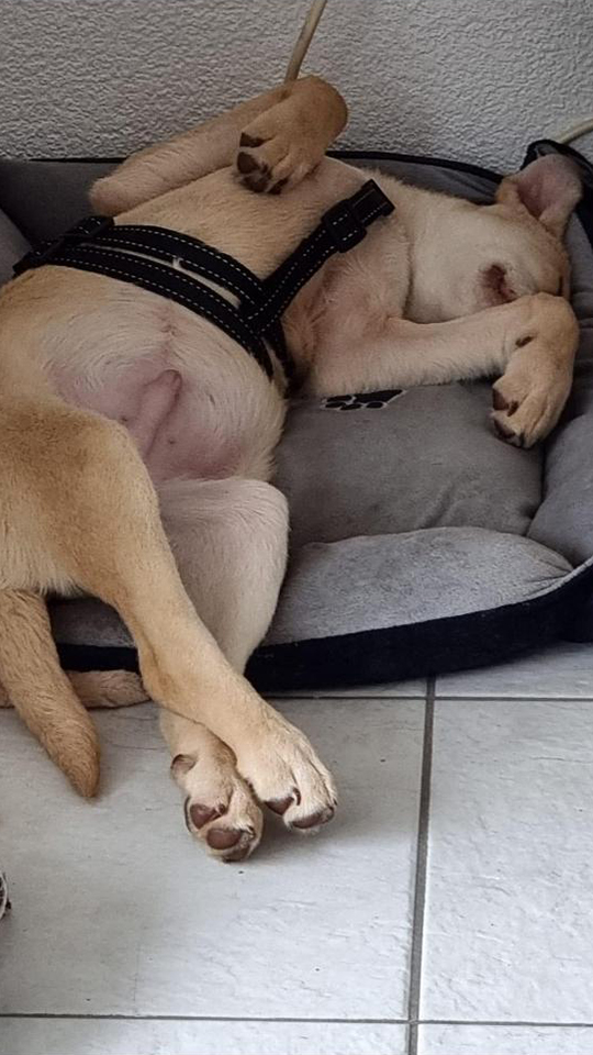 eeremiah-rescue-center-of-animals-gluecksfaellchen-floki