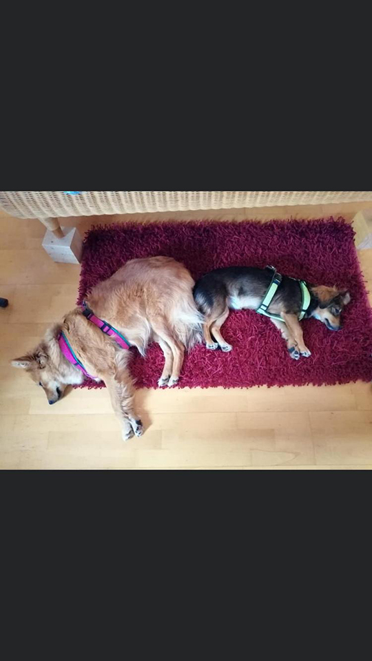 eeremiah-rescue-center-of-animals-gluecksfaellchen-jacky-cocco