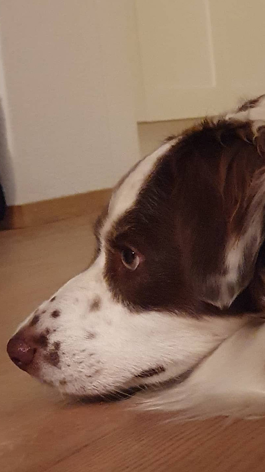 eeremiah-rescue-center-of-animals-gluecksfaellchen-lucy-1