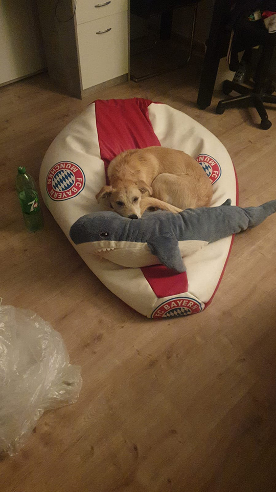 eeremiah-rescue-center-of-animals-gluecksfaellchen-nala
