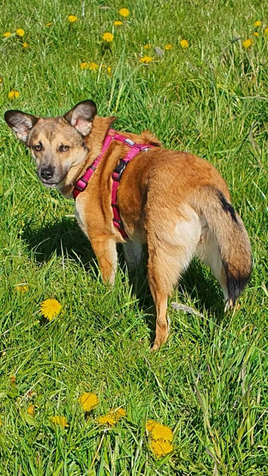 eeremiah-rescue-center-of-animals-gluecksfaellchen-paula