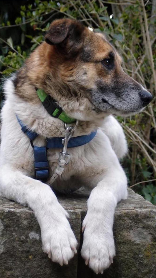eeremiah-rescue-center-of-animals-gluecksfaellchen-sharik