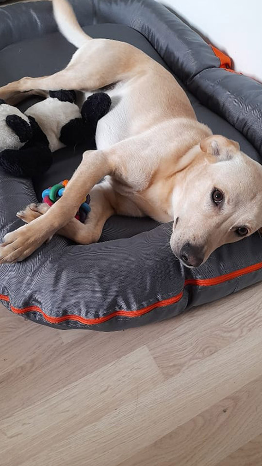 eeremiah-rescue-center-of-animals-gluecksfaellchen-simba