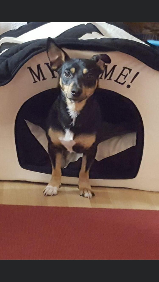eeremiah-rescue-center-of-animals-gluecksfaellchen-spyki-2