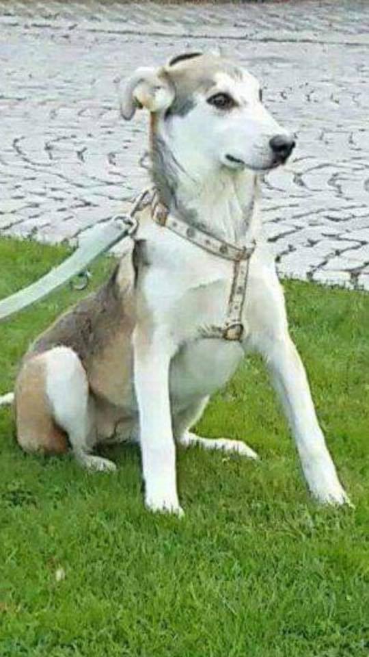 eeremiah-rescue-center-of-animals-unsere-hunde-chita-01
