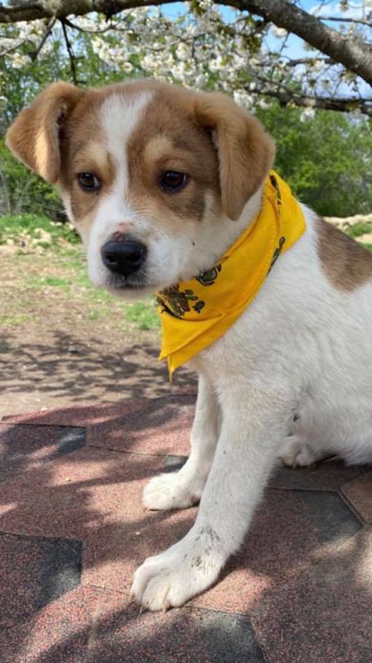 eeremiah-rescue-center-of-animals-unsere-hunde-gluecksfaellchen-marco-01