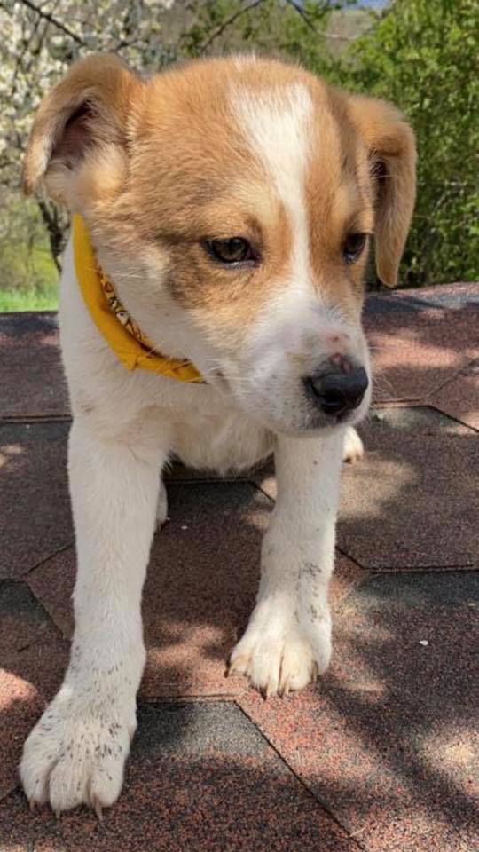 eeremiah-rescue-center-of-animals-unsere-hunde-gluecksfaellchen-marco-02