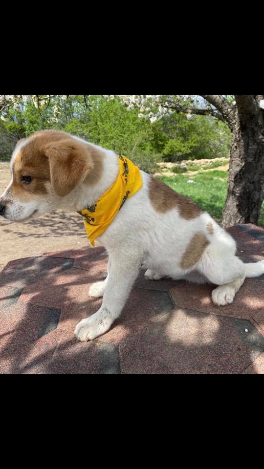 eeremiah-rescue-center-of-animals-unsere-hunde-gluecksfaellchen-marco-03
