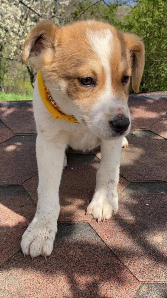 eeremiah-rescue-center-of-animals-unsere-hunde-gluecksfaellchen-marco-05