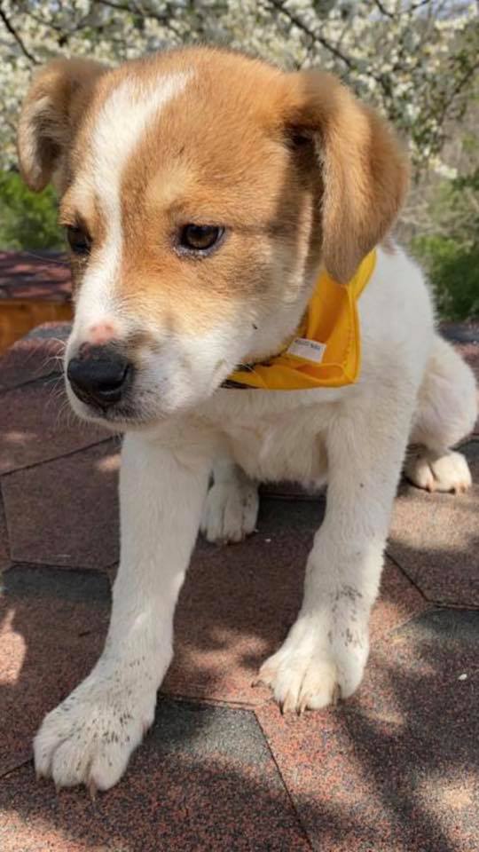 eeremiah-rescue-center-of-animals-unsere-hunde-gluecksfaellchen-marco-06
