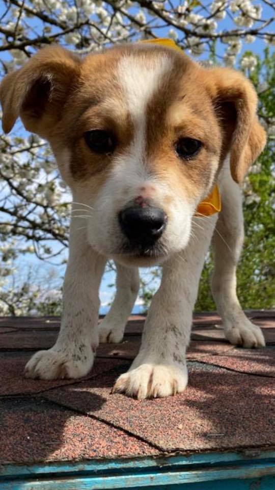 eeremiah-rescue-center-of-animals-unsere-hunde-gluecksfaellchen-marco-07