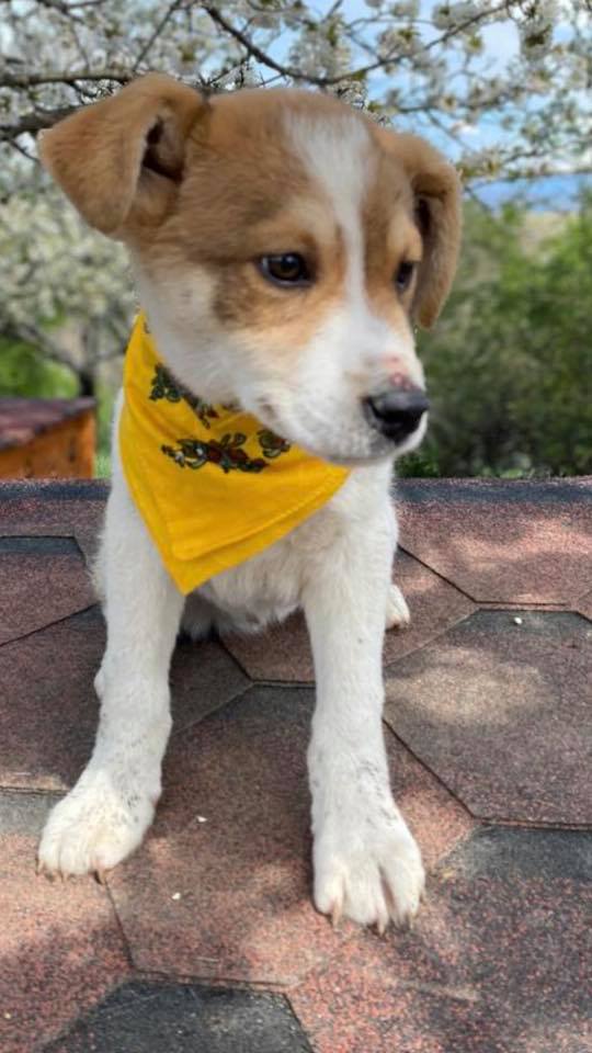 eeremiah-rescue-center-of-animals-unsere-hunde-gluecksfaellchen-marco-08