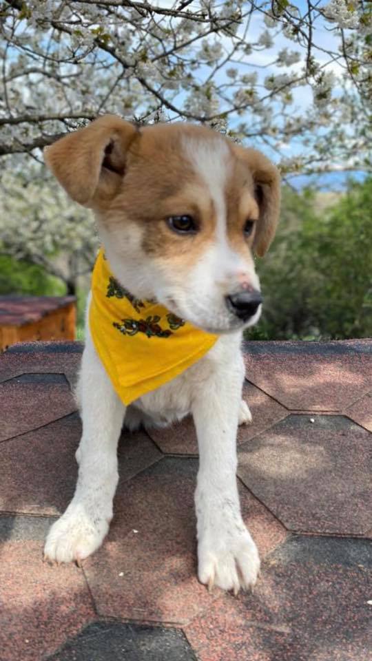 eeremiah-rescue-center-of-animals-unsere-hunde-gluecksfaellchen-marco-09