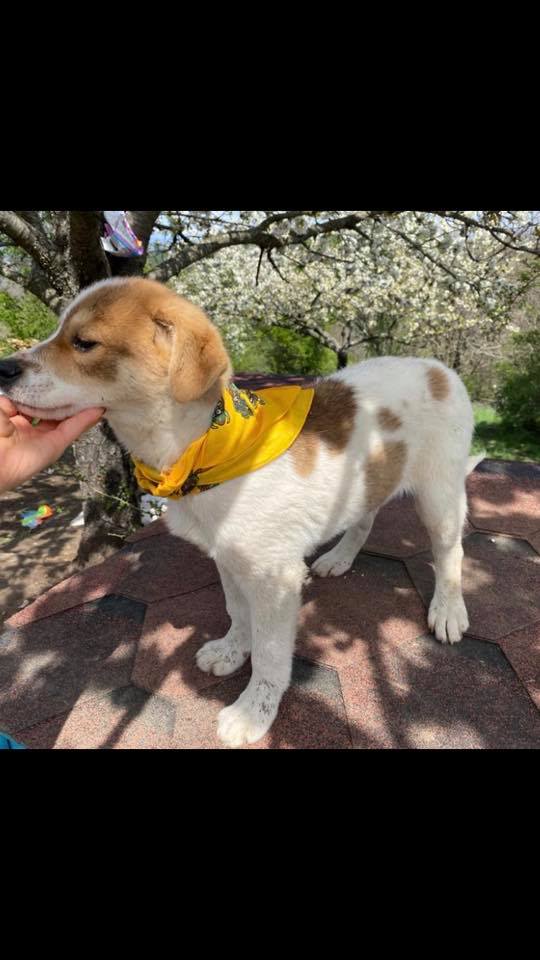 eeremiah-rescue-center-of-animals-unsere-hunde-gluecksfaellchen-marco-10
