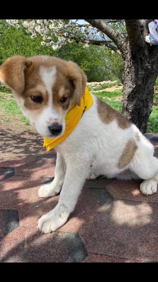 eeremiah-rescue-center-of-animals-unsere-hunde-gluecksfaellchen-marco-11
