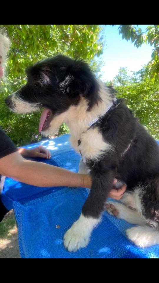 eeremiah-rescue-center-of-animals-unsere-hunde-jenk-01