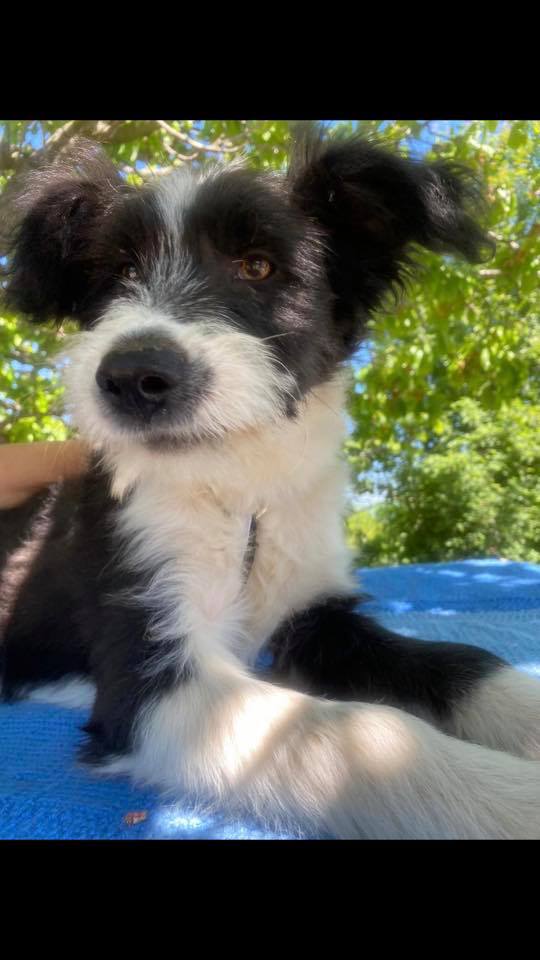 eeremiah-rescue-center-of-animals-unsere-hunde-jenk-02