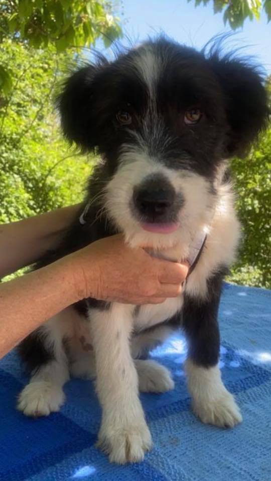 eeremiah-rescue-center-of-animals-unsere-hunde-jenk-04