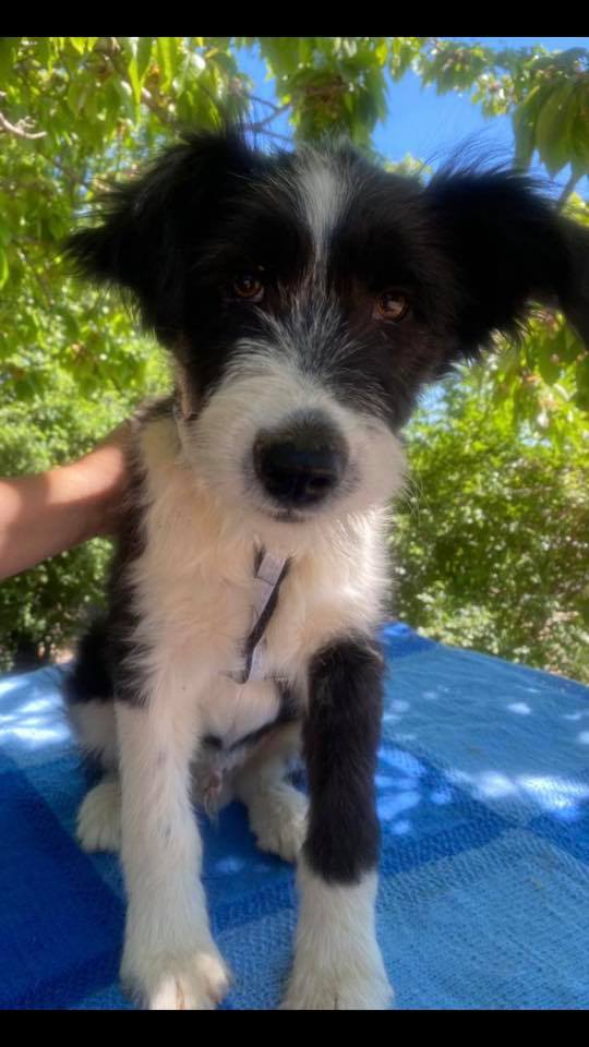 eeremiah-rescue-center-of-animals-unsere-hunde-jenk-05