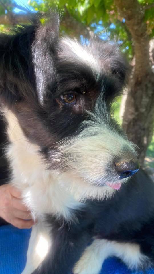 eeremiah-rescue-center-of-animals-unsere-hunde-jenk-06
