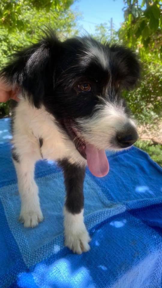 eeremiah-rescue-center-of-animals-unsere-hunde-jenk-07