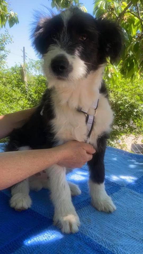 eeremiah-rescue-center-of-animals-unsere-hunde-jenk-08