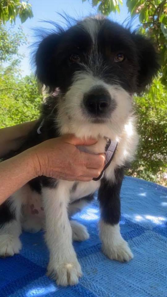 eeremiah-rescue-center-of-animals-unsere-hunde-jenk-09