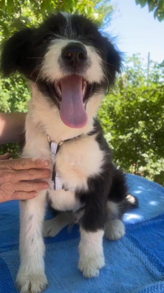 eeremiah-rescue-center-of-animals-unsere-hunde-jenk-10