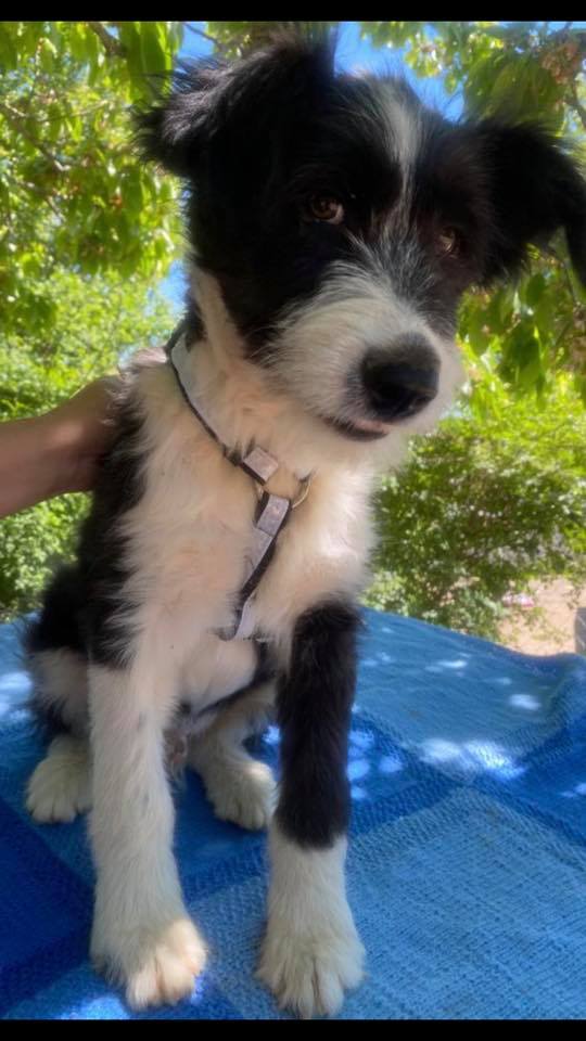 eeremiah-rescue-center-of-animals-unsere-hunde-jenk-13