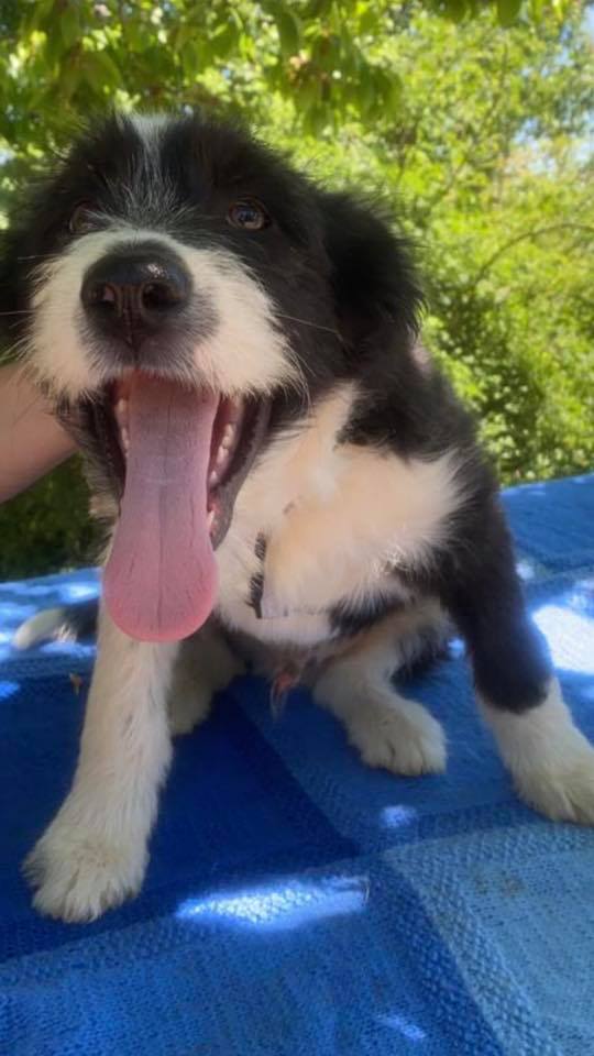 eeremiah-rescue-center-of-animals-unsere-hunde-jenk-14