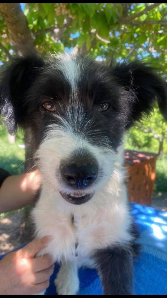 eeremiah-rescue-center-of-animals-unsere-hunde-jenk-16