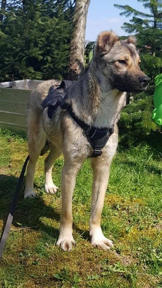 eeremiah-rescue-center-of-animals-unsere-hunde-kosara-04