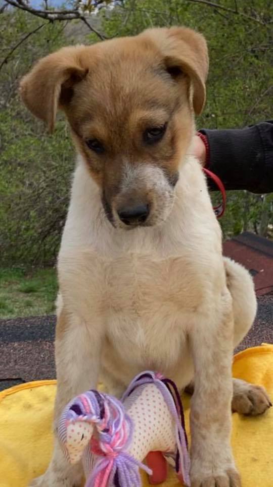eeremiah-rescue-center-of-animals-unsere-hunde-milan-13
