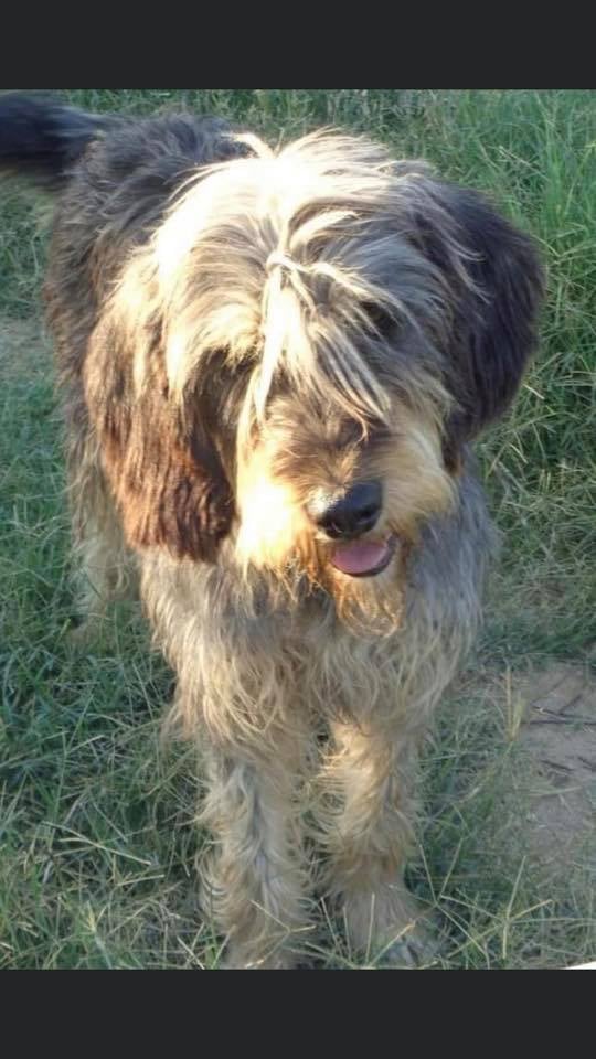 eeremiah-rescue-center-of-animals-unsere-hunde-rosko-01