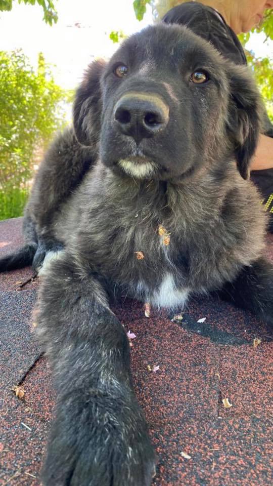 eeremiah-rescue-center-of-animals-unsere-hunde-shar-04