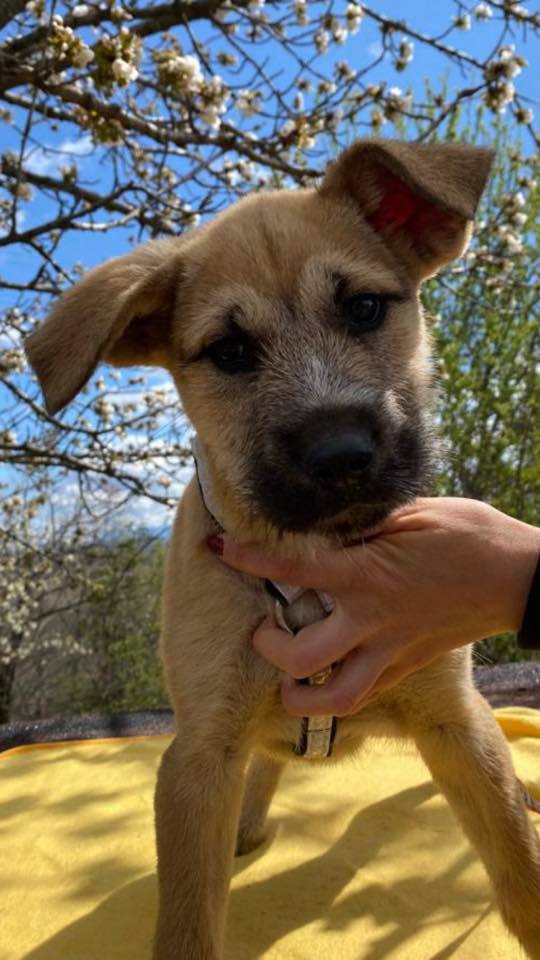 eeremiah-rescue-center-of-animals-unsere-hunde-silvester-01