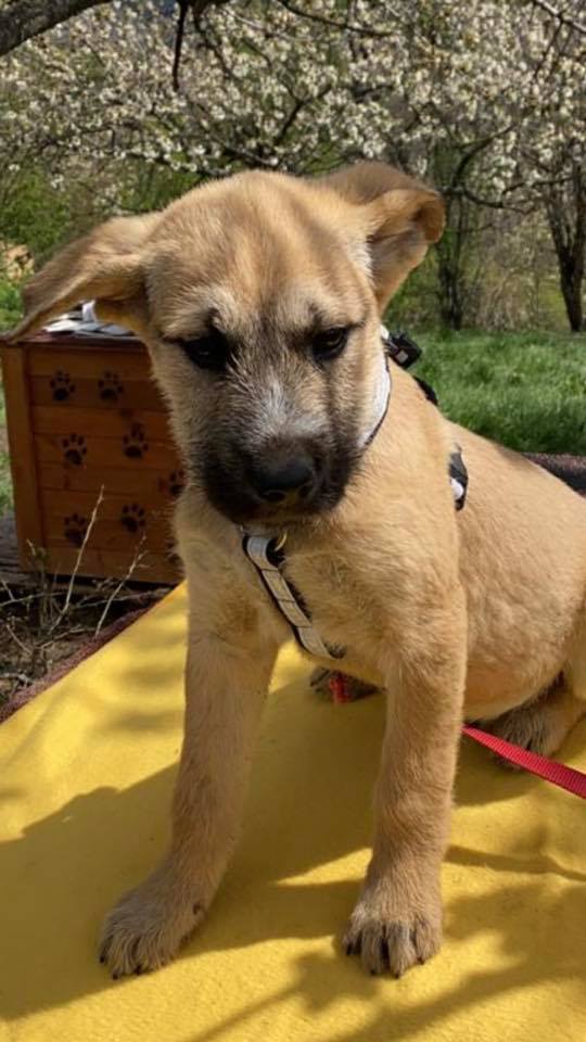 eeremiah-rescue-center-of-animals-unsere-hunde-silvester-04