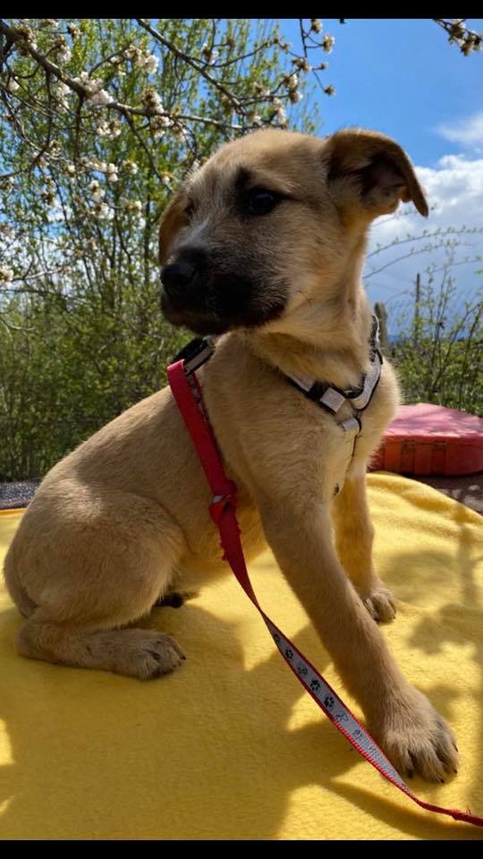 eeremiah-rescue-center-of-animals-unsere-hunde-silvester-05