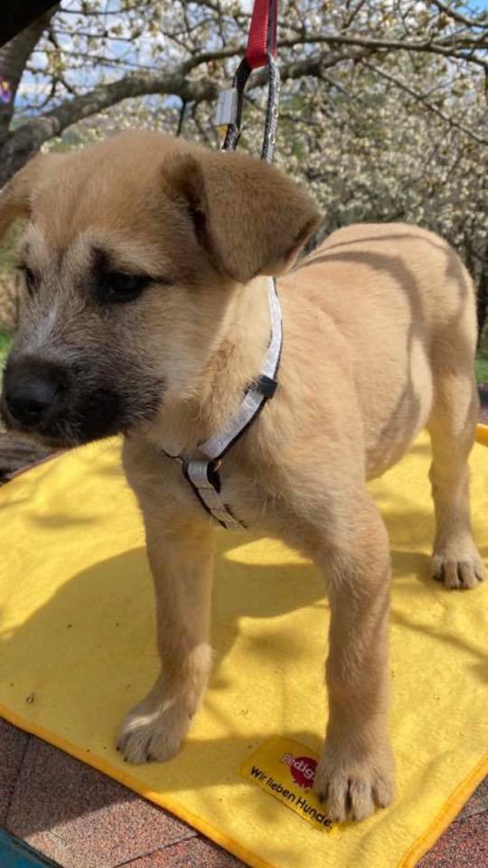 eeremiah-rescue-center-of-animals-unsere-hunde-silvester-06