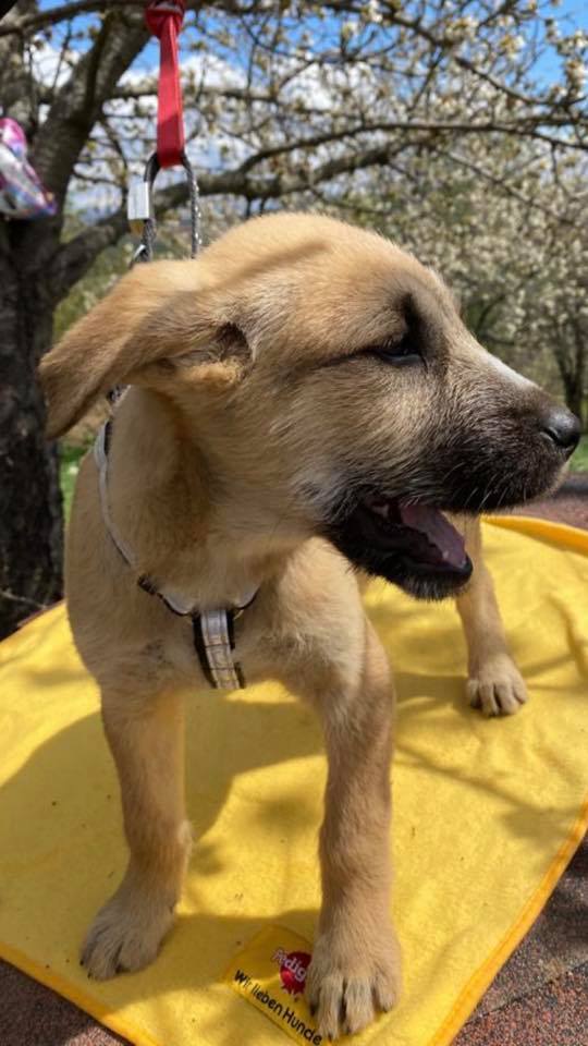 eeremiah-rescue-center-of-animals-unsere-hunde-silvester-07