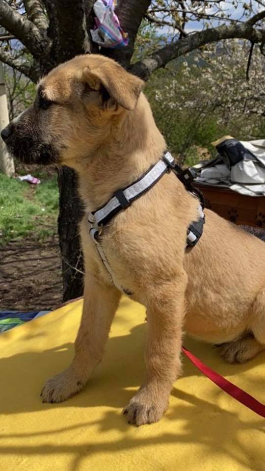 eeremiah-rescue-center-of-animals-unsere-hunde-silvester-08