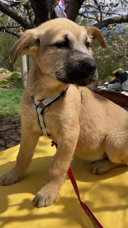 eeremiah-rescue-center-of-animals-unsere-hunde-silvester-09