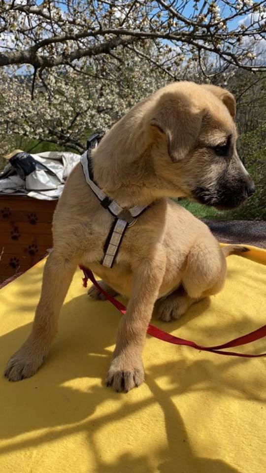 eeremiah-rescue-center-of-animals-unsere-hunde-silvester-10