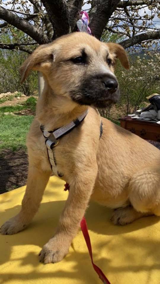 eeremiah-rescue-center-of-animals-unsere-hunde-silvester-11