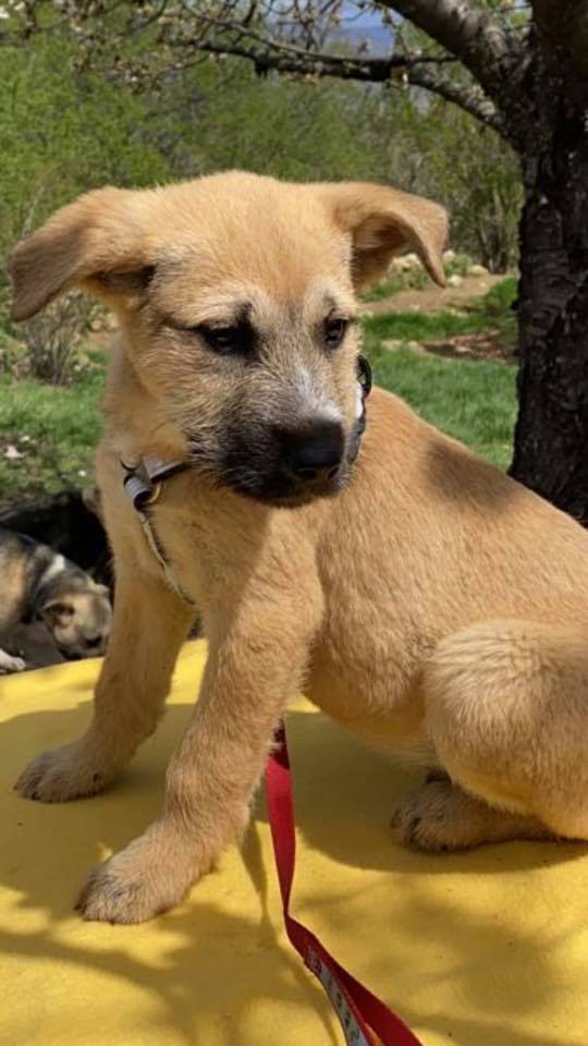 eeremiah-rescue-center-of-animals-unsere-hunde-silvester-12