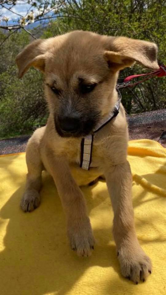 eeremiah-rescue-center-of-animals-unsere-hunde-silvester-13