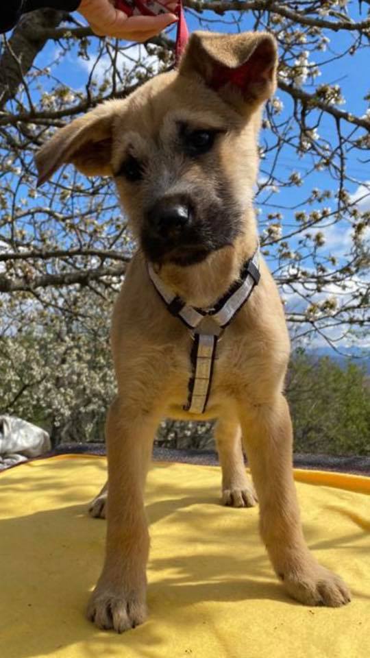eeremiah-rescue-center-of-animals-unsere-hunde-silvester-14