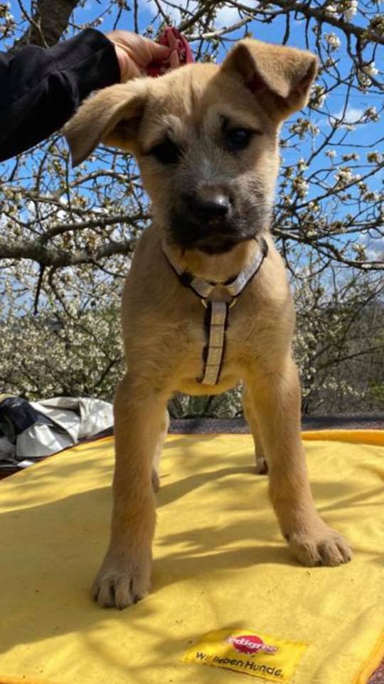 eeremiah-rescue-center-of-animals-unsere-hunde-silvester-15