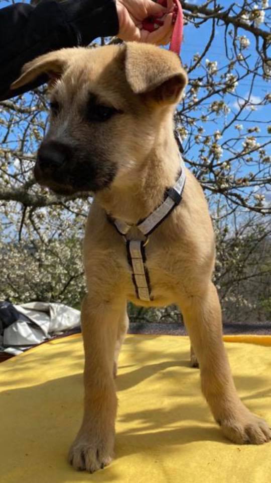 eeremiah-rescue-center-of-animals-unsere-hunde-silvester-16
