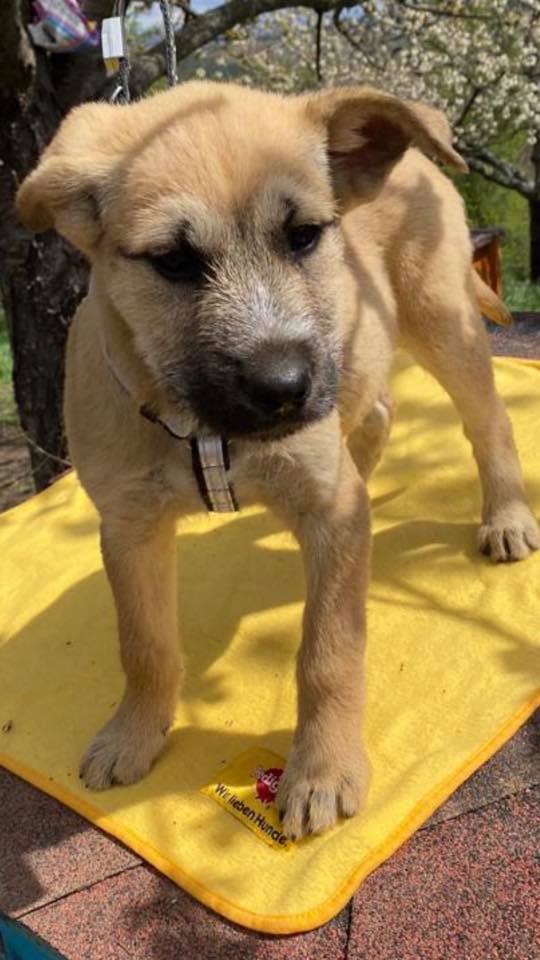 eeremiah-rescue-center-of-animals-unsere-hunde-silvester-17